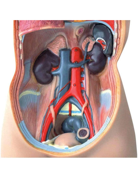 Modelo de Torso Humano Hand2Mind 50 cm con 10 Órganos Removibles Modelo de Torso Humano Hand2Mind 50 cm con 10 Órganos Removibles