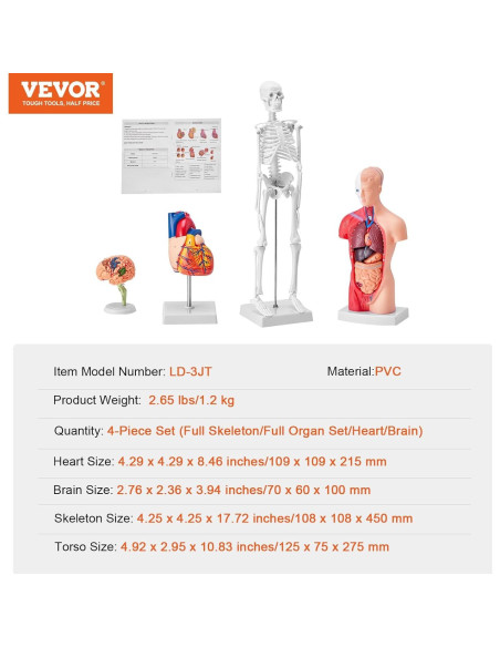 Modelo de Anatomía Humana 3D VEVOR - Cuerpo, Cerebro y Corazón Modelo de Anatomía Humana 3D VEVOR - Cuerpo, Cerebro y Corazón