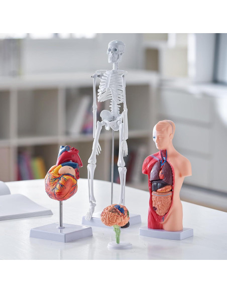 Modelo de Anatomía Humana 3D VEVOR - Cuerpo, Cerebro y Corazón Modelo de Anatomía Humana 3D VEVOR - Cuerpo, Cerebro y Corazón