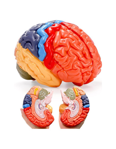 Modelo Anatómico del Cerebro Humano ZENFUN 1:1 PVC 2 Partes