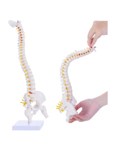 Modelo de Columna Vertebral Flexible Ruiishunyy 39.37 cm