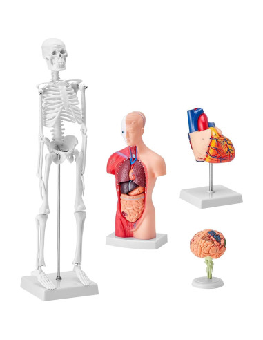 Modelo de Anatomía Humana 3D VEVOR - Cuerpo, Cerebro y Corazón