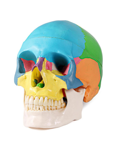 Modelo de Cráneo Humano 3 Partes Annhua Colorido 1:1