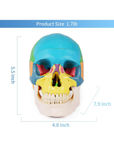 Modelo de Cráneo Humano 3 Partes Annhua Colorido 1:1