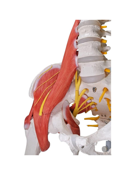 Modelo de Anatomía Columna Vertebral Humana Axis Scientific 87.6cm Modelo de Anatomía Columna Vertebral Humana Axis Scientific 87.6cm