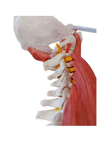 Modelo de Anatomía Columna Vertebral Humana Axis Scientific 87.6cm