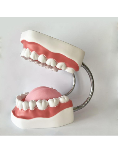 Modelo Dental TDOU-TB6 Boca Completa 16x15x12cm para Enseñanza