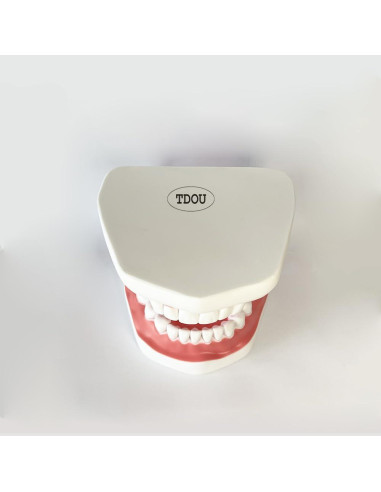 Modelo Dental TDOU-TB6 Boca Completa 16x15x12cm para Enseñanza