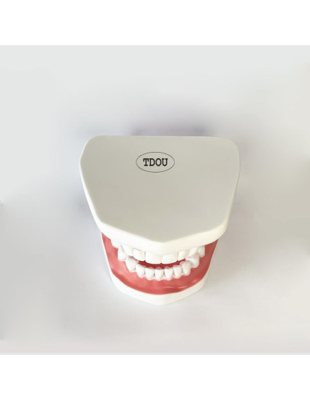 Modelo Dental TDOU-TB6 Boca Completa 16x15x12cm para Enseñanza Modelo Dental TDOU-TB6 Boca Completa 16x15x12cm para Enseñanza