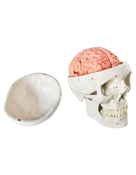 Modelo Anatómico de Cabeza Humana con Cerebro EVOTECH 18.8cm Modelo Anatómico de Cabeza Humana con Cerebro EVOTECH 18.8cm
