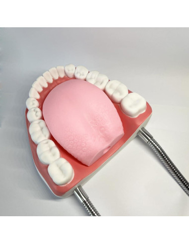 Modelo Dental TDOU-TB6 Boca Completa 16x15x12cm para Enseñanza