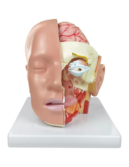 Modelo Anatómico de Cabeza Educativa HADWYN 2025 - Cerebro y Arterias Modelo Anatómico de Cabeza Educativa HADWYN 2025 - Cerebro y Arterias