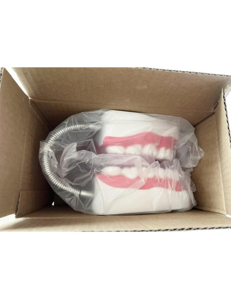 Modelo Dental TDOU-TB6 Boca Completa 16x15x12cm para Enseñanza Modelo Dental TDOU-TB6 Boca Completa 16x15x12cm para Enseñanza