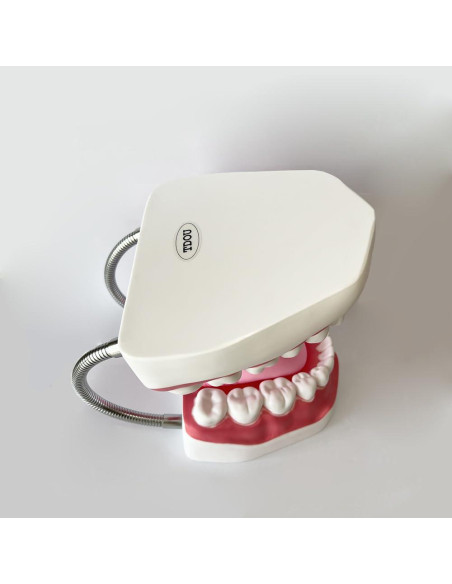 Modelo Dental TDOU-TB6 Boca Completa 16x15x12cm para Enseñanza Modelo Dental TDOU-TB6 Boca Completa 16x15x12cm para Enseñanza