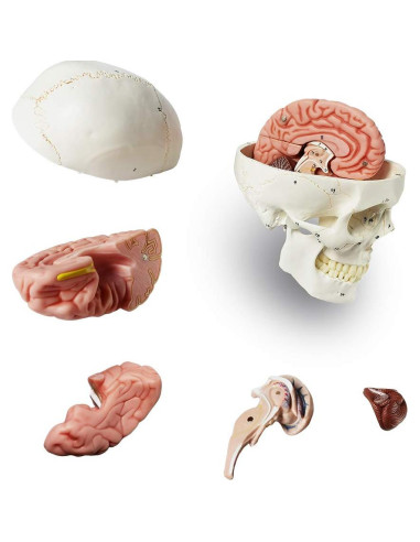Modelo Anatómico de Cabeza Humana con Cerebro EVOTECH 18.8cm