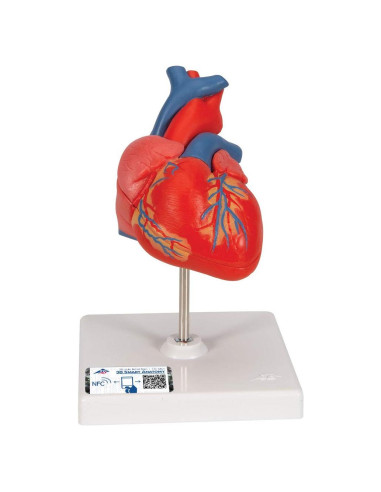 Modelo de Corazón Humano 3B Scientific G08 Detallado