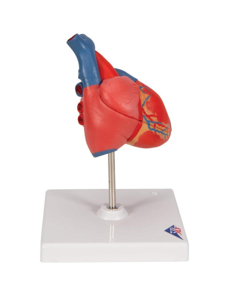 Modelo de Corazón Humano 3B Scientific G08 Detallado Modelo de Corazón Humano 3B Scientific G08 Detallado
