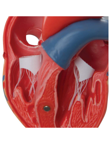 Modelo de Corazón Humano 3B Scientific G08 Detallado Modelo de Corazón Humano 3B Scientific G08 Detallado