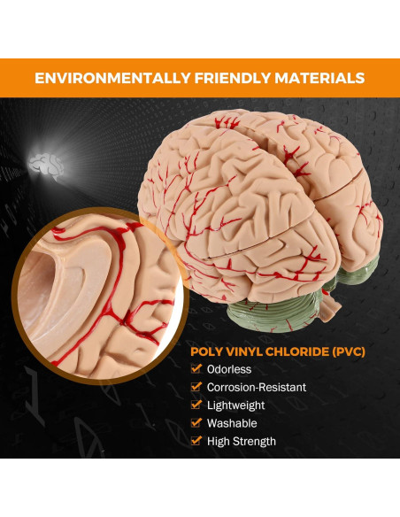 Modelo de Cerebro Humano BEAMNOVA 15cm para Educación Anatomía Modelo de Cerebro Humano BEAMNOVA 15cm para Educación Anatomía