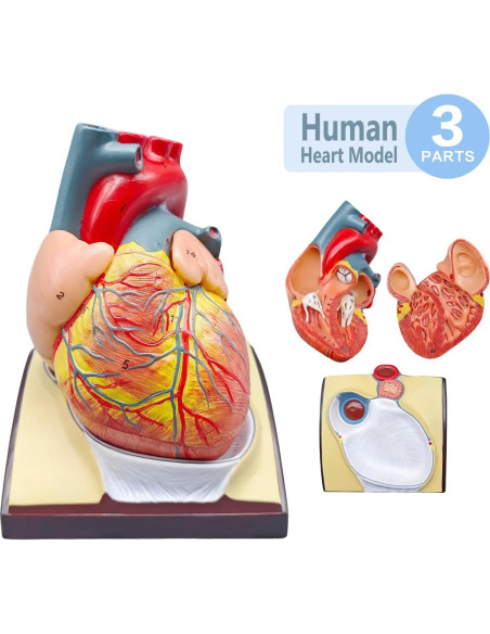 Juego de Anatomía Humana 4 Piezas Merinden - Torso, Esqueleto, Corazón y Cráneo Juego de Anatomía Humana 4 Piezas Merinden - Torso, Esqueleto, Corazón y Cráneo