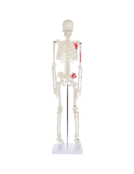 Modelo de Esqueleto Humano Pintado Anatomy Lab 88.9 cm Modelo de Esqueleto Humano Pintado Anatomy Lab 88.9 cm