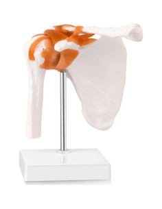 Modelo de Articulación del Hombro Humano LYOU 1:1 con Base 2