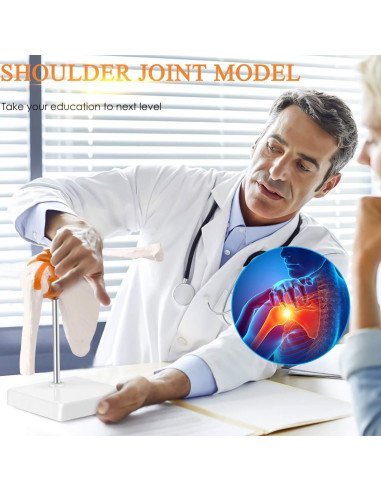 Modelo de Articulación del Hombro Humano LYOU 1:1 con Base