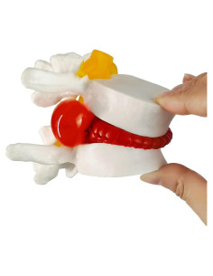 Modelo Anatómico de Columna Lumbar Humano NUEVO 2025 - PVC