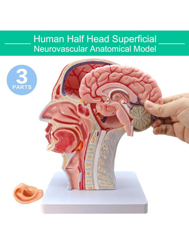 Modelo de Cabeza Humana Realista Merinden con Cerebro Removible
