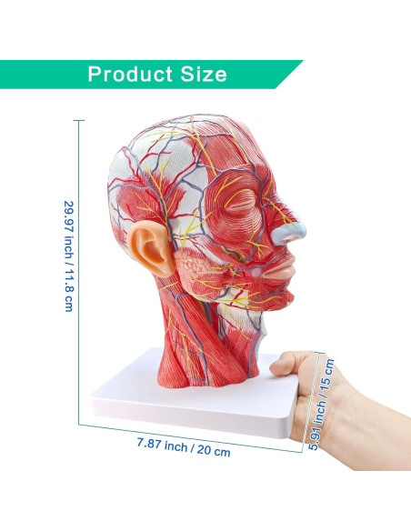 Modelo de Cabeza Humana Realista Merinden con Cerebro Removible Modelo de Cabeza Humana Realista Merinden con Cerebro Removible