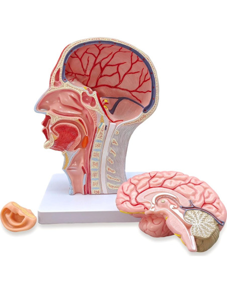 Modelo de Cabeza Humana Realista Merinden con Cerebro Removible Modelo de Cabeza Humana Realista Merinden con Cerebro Removible