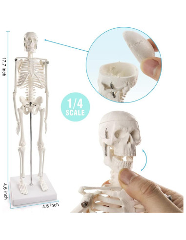 Modelo 3D de Anatomía Humana HADWYN - Corazón, Torso y Esqueleto
