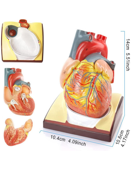 Modelo 3D de Anatomía Humana HADWYN - Corazón, Torso y Esqueleto Modelo 3D de Anatomía Humana HADWYN - Corazón, Torso y Esqueleto