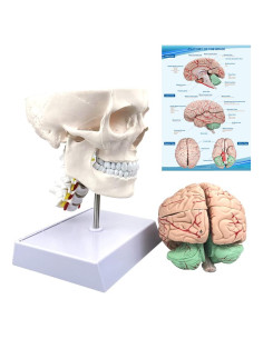 Modelo de Anatomía del Cráneo y Cerebro 15x16.8cm Boutvar
