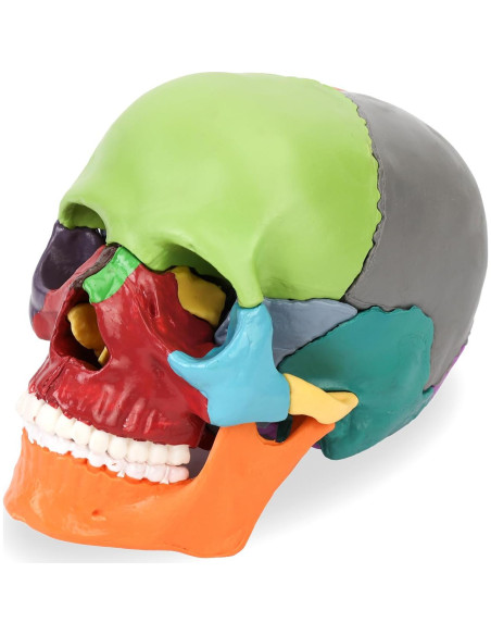 Modelo de Cráneo Desmontable XKiss Mini 15 Piezas Anatomía Modelo de Cráneo Desmontable XKiss Mini 15 Piezas Anatomía