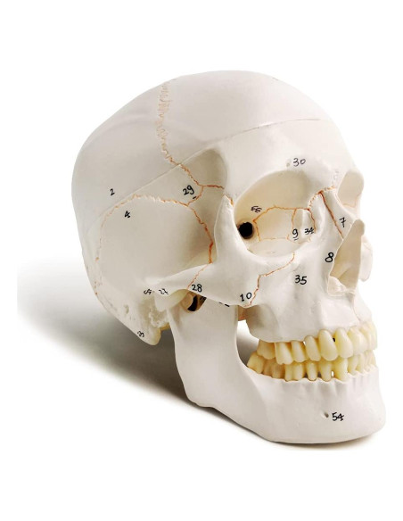 Modelo de Cráneo Humano Evotech 3 Partes 23 cm Calidad Médica Modelo de Cráneo Humano Evotech 3 Partes 23 cm Calidad Médica