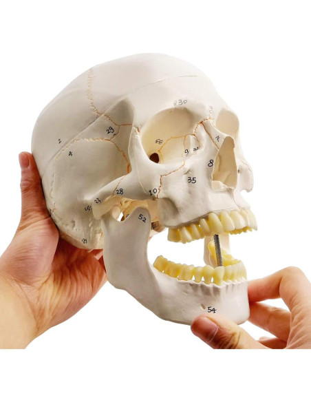 Modelo de Cráneo Humano Evotech 3 Partes 23 cm Calidad Médica Modelo de Cráneo Humano Evotech 3 Partes 23 cm Calidad Médica