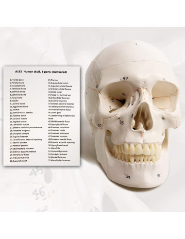 Modelo de Cráneo Humano Evotech 3 Partes 23 cm Calidad Médica