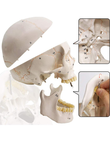 Modelo de Cráneo Humano Evotech 3 Partes 23 cm Calidad Médica