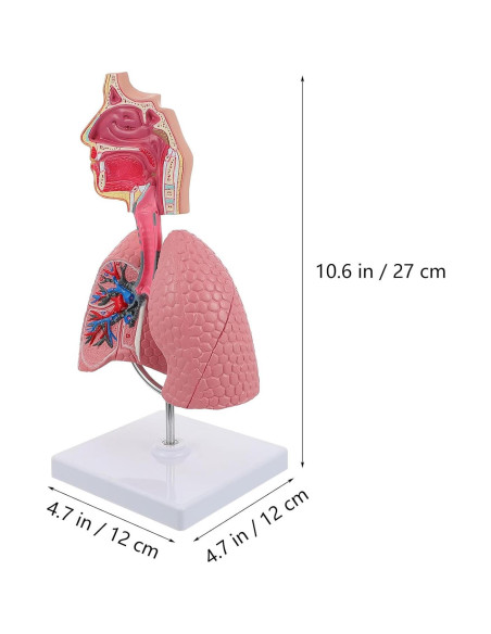 Modelo Anatómico Cavidad Nasal y Pulmón Humano VILLCASE Modelo Anatómico Cavidad Nasal y Pulmón Humano VILLCASE