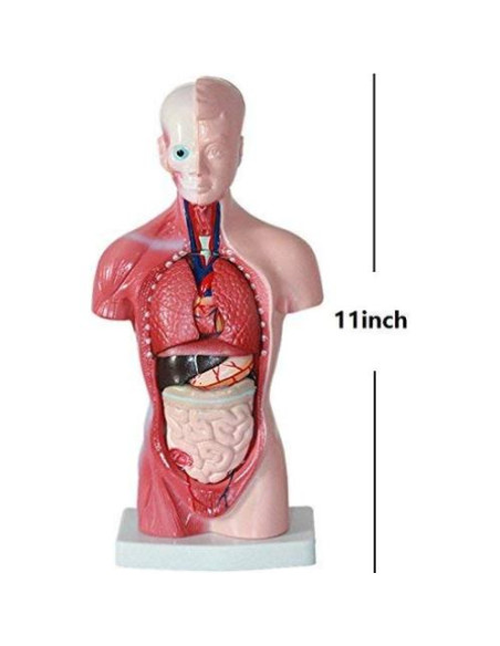 Modelo de Anatomía Torso Humano Masculino 28 cm PVC Modelo de Anatomía Torso Humano Masculino 28 cm PVC