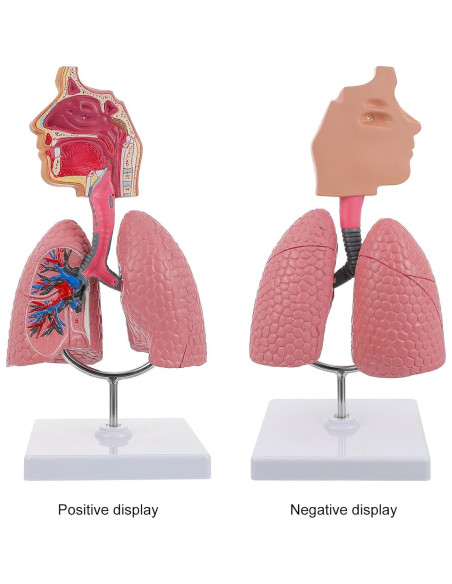 Modelo Anatómico Cavidad Nasal y Pulmón Humano VILLCASE Modelo Anatómico Cavidad Nasal y Pulmón Humano VILLCASE