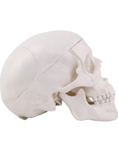 Modelo de Cráneo Mini RONTEN 10x8x10cm 3 Piezas Anatomía