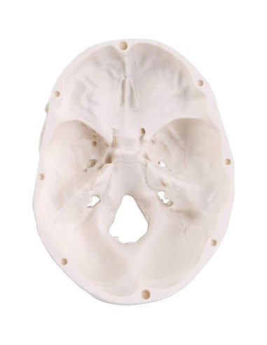 Modelo de Cráneo Mini RONTEN 10x8x10cm 3 Piezas Anatomía