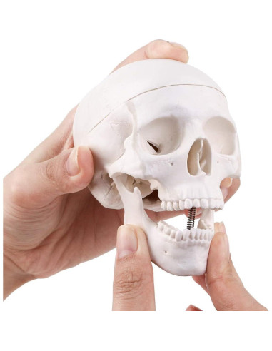 Modelo de Cráneo Mini RONTEN 10x8x10cm 3 Piezas Anatomía