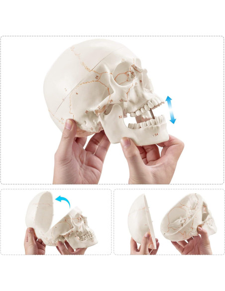 Modelo Anatómico de Cráneo Humano Medarchitect 19x15cm PVC Modelo Anatómico de Cráneo Humano Medarchitect 19x15cm PVC