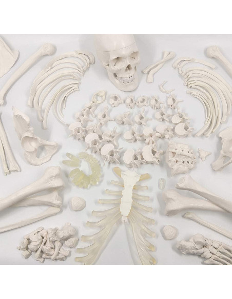 Esqueleto Humano Desarticulado Evotech 170 cm para Anatomía Esqueleto Humano Desarticulado Evotech 170 cm para Anatomía