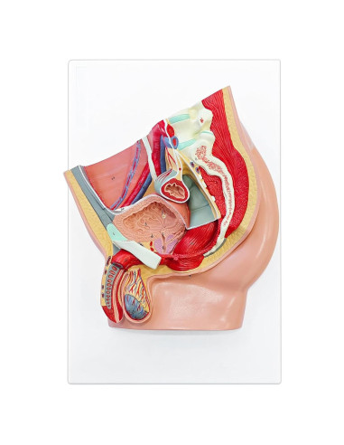 Modelo Anatómico de Pelvis Masculina JNMFTD 4 Piezas 40.6x25.4cm