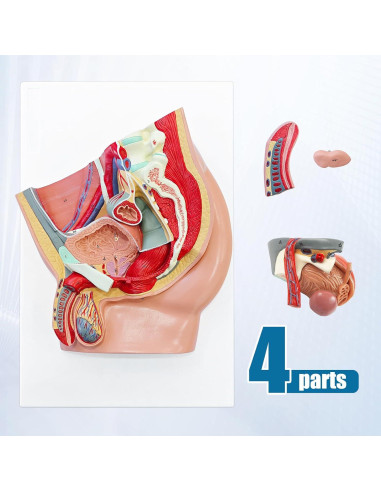 Modelo Anatómico de Pelvis Masculina JNMFTD 4 Piezas 40.6x25.4cm