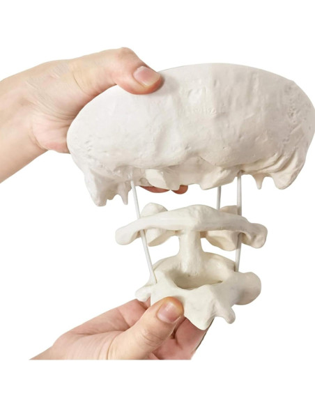 Modelo Anatómico Occipital LKYLVEE 1.5X PVC para Educación Modelo Anatómico Occipital LKYLVEE 1.5X PVC para Educación